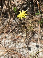 Hieracium megacephalon