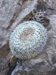 Mammillaria chionocephala