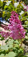 Cercis siliquastrum