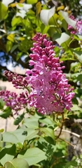 Cercis siliquastrum