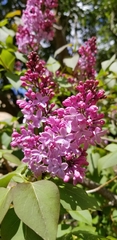 Cercis siliquastrum