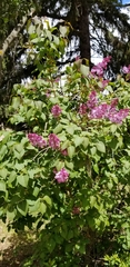 Cercis siliquastrum