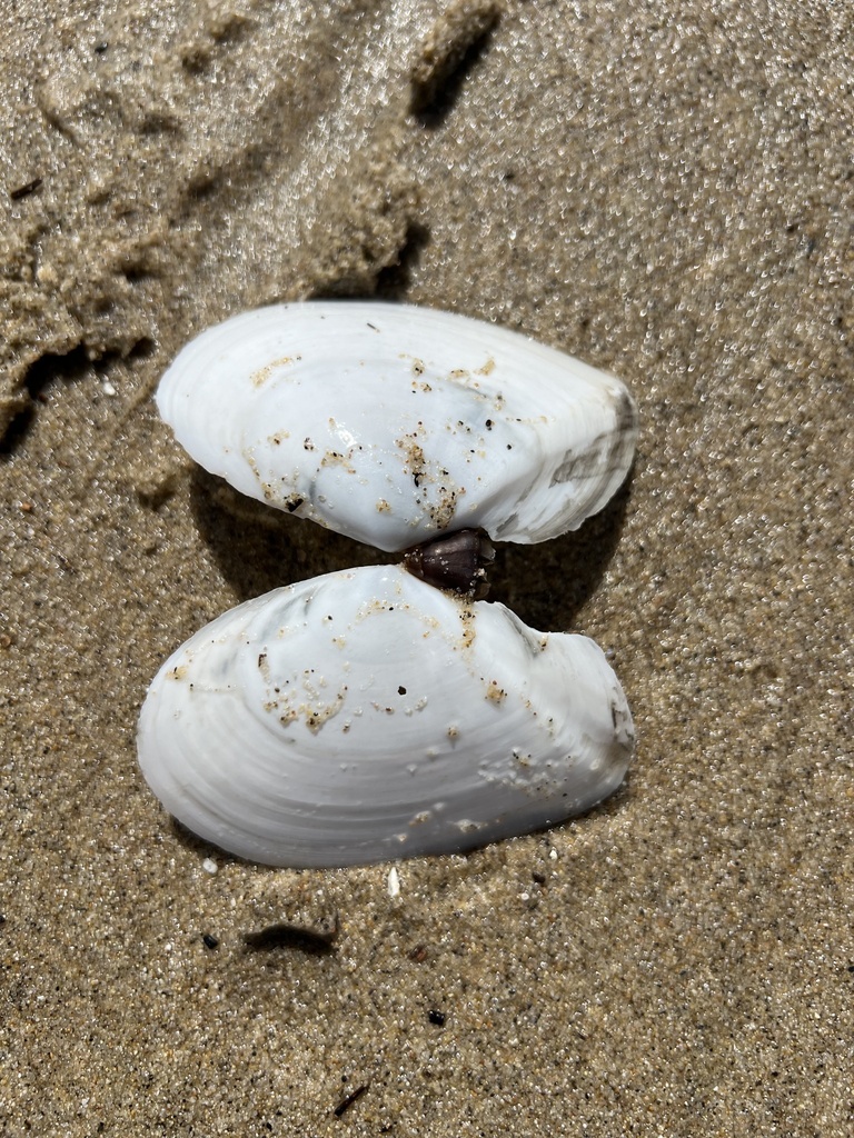 White Macoma
