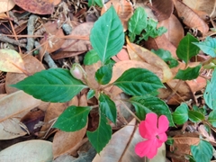 Impatiens walleriana image