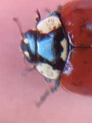 Adalia bipunctata