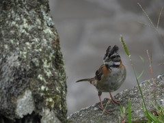 Zonotrichia capensis