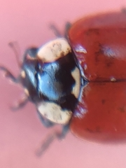 Adalia bipunctata
