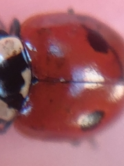 Adalia bipunctata