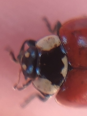 Adalia bipunctata