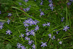 Scilla luciliae