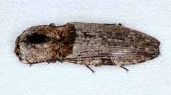 Cryptalaus prosectus