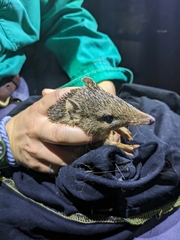 Golden Bandicoot photo 5