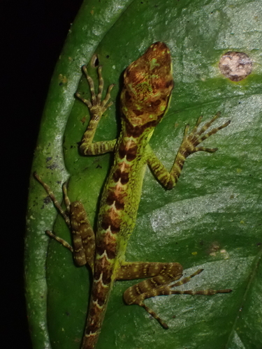 Dracula Anole, Anolis dracula