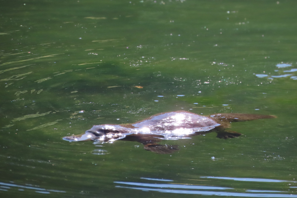 platypus-from-eugenana-tas-7310-australia-on-march-2-2024-at-03-35-pm