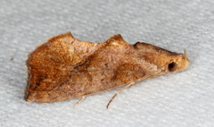 Plusiodonta arctipennis