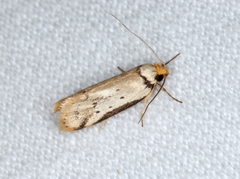 Philobota thiocrossa