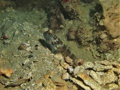 Cryptocentrus sericus