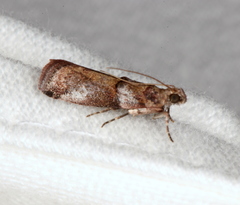 Conobathra hemichlaena