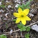 Yellow Anemone - Photo (c) misspreruntacoma, some rights reserved (CC BY-NC)