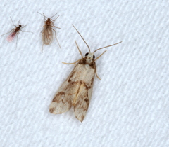 Philenora chionastis