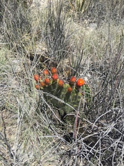 Opuntia stenopetala