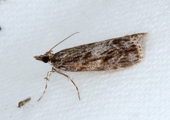Scoparia philonephes