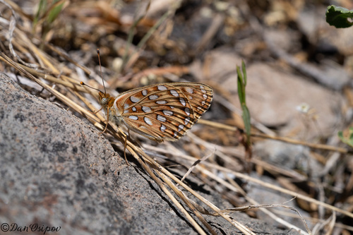 Great Basin Fritillary photo 6