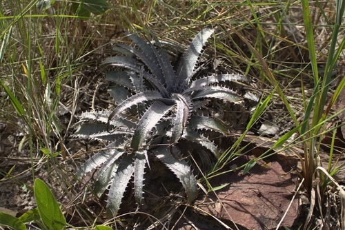 Dyckia marnier-lapostollei, photograph 3