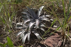Dyckia marnier-lapostollei, photograph (c) João Arthur Rabello, some rights reserved (CC BY)