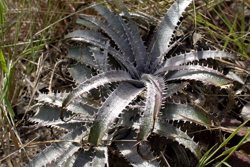 Dyckia marnier-lapostollei, photograph 2