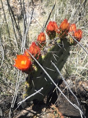 Opuntia stenopetala