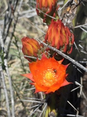 Opuntia stenopetala