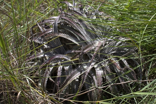 Dyckia marnier-lapostollei, photograph 1