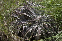 Dyckia marnier-lapostollei, photograph (c) João Arthur Rabello, some rights reserved (CC BY)