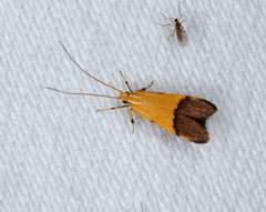 Crocanthes micradelpha