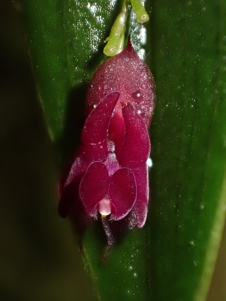 Lepanthes planadensis