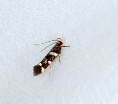 Macrobathra leucopeda