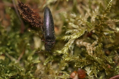 Melanotus castanipes
