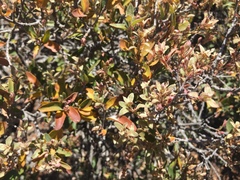 Litsea glaucescens schaffneri
