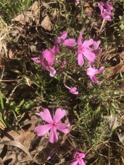 Phlox nivalis