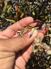 Litsea glaucescens schaffneri