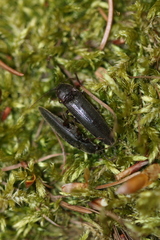 Melanotus castanipes