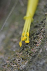 Tillandsia schiedeana