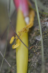 Tillandsia schiedeana