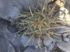 Echinofossulocactus lloydii