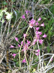 Allium peninsulare