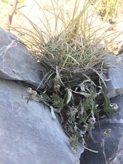 Echinofossulocactus lloydii