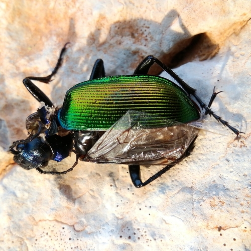 húseničiar pižmový (Calosoma sycophanta)