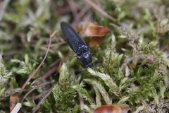 Melanotus castanipes