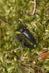 Melanotus castanipes